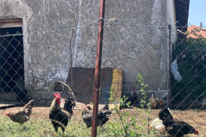 direkt portal kokoške i bi nedelja