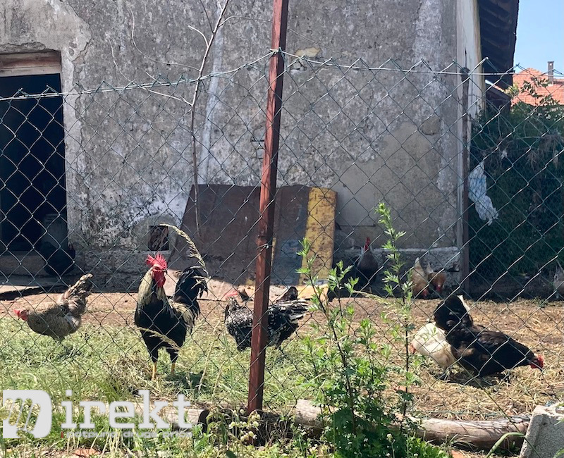 direkt portal kokoške i bi nedelja