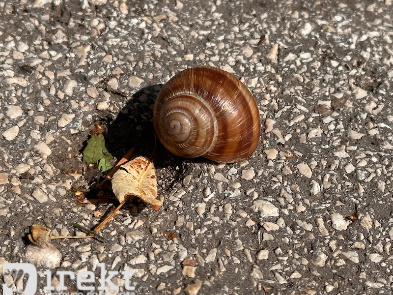 ilustracija i bi nedelja direkt