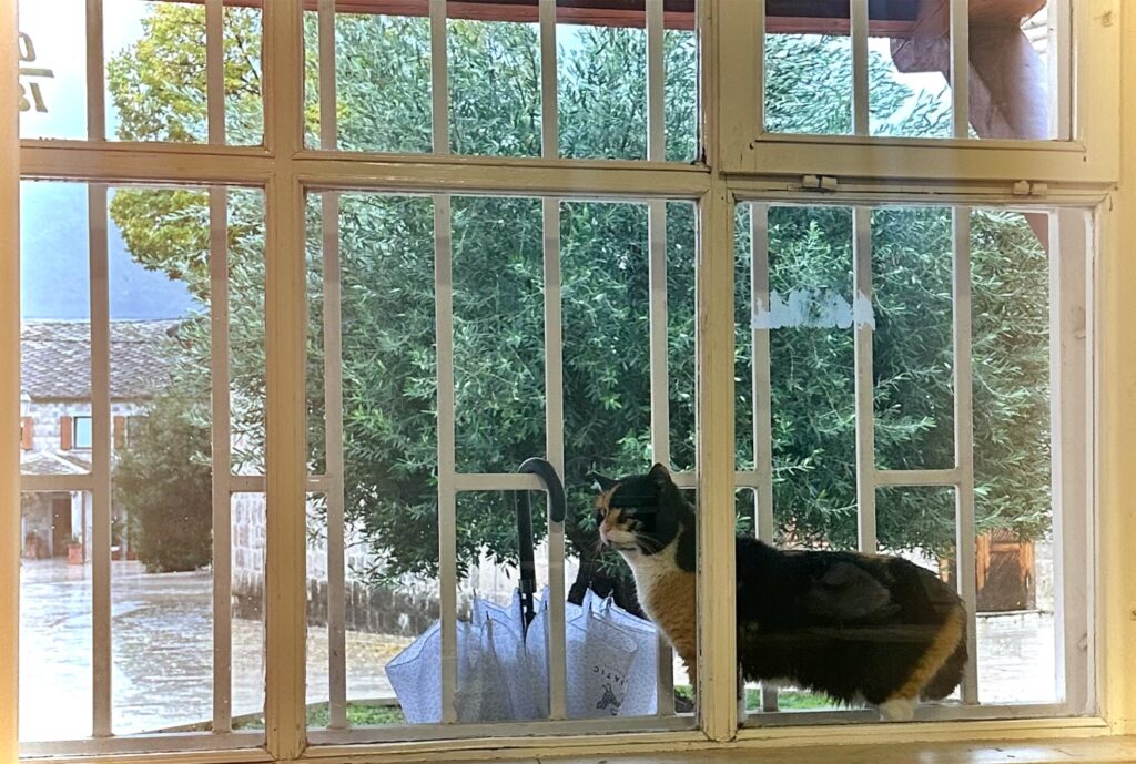 Mačka traži sklonište od kiše