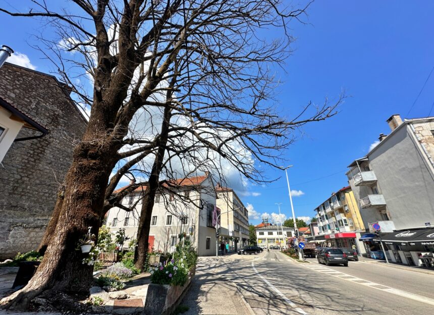 Stabla u centru Nevesinja